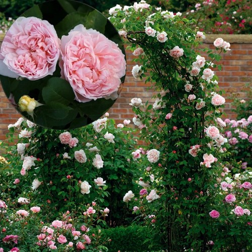 Rosa 'St. Swithun' - Roos 'St. Swithun' C4/4L